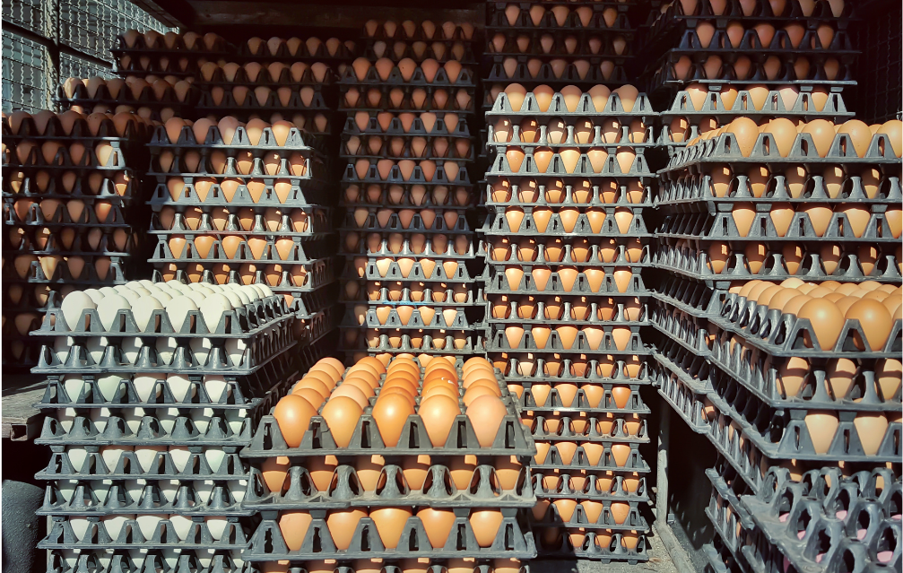 E.W.H Food Service – Network tariff change and meter amalgamation lead to $16,400 direct annual saving